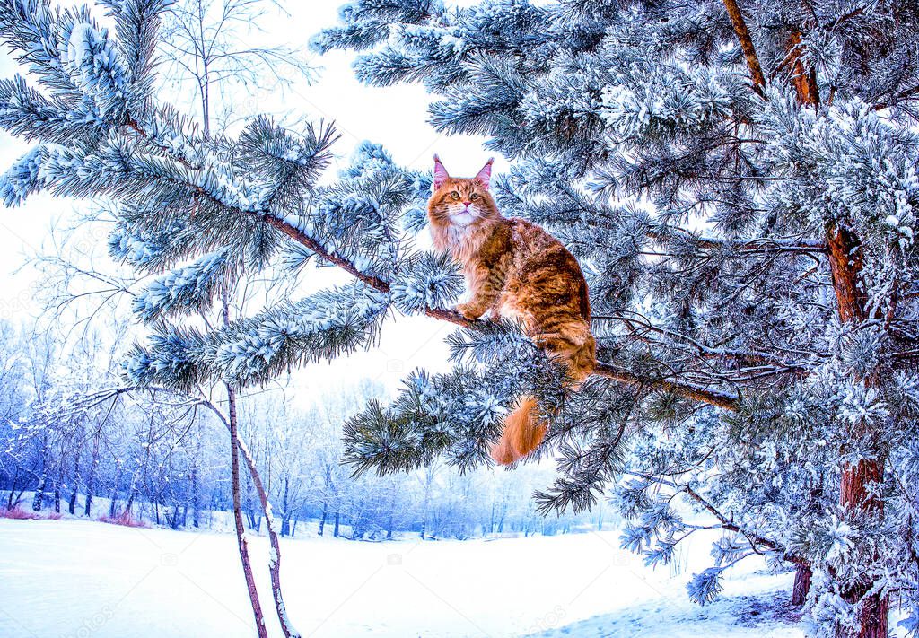 A very nice wild red and white maine coon cat sitting on the pine tree in the winter snowy forest.