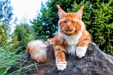 Yaz ormanında bir kayanın üzerinde oturan büyük bir maine rakunu..