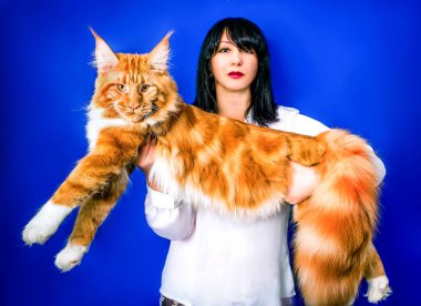 Mavi arka planda, kollarında devasa bir rakun kedisi tutan bir kadın..