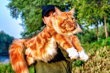Yazın ormanda kollarında dev bir rakun kedi tutan bir kız..