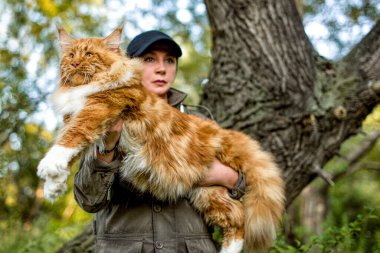 Kollarında bir kadın, sonbaharda ormanda büyük bir rakun kedisi tutuyor..