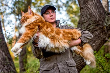 Kollarında bir kadın, sonbaharda ormanda büyük bir rakun kedisi tutuyor..