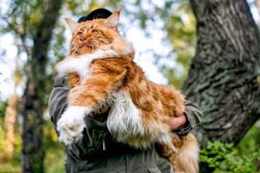 Kollarında bir kadın, sonbaharda ormanda büyük bir rakun kedisi tutuyor..