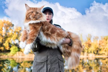 Kollarında bir kadın, sonbaharda ormanda büyük bir rakun kedisi tutuyor..