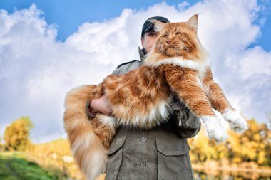 Kollarında bir kadın, sonbaharda ormanda büyük bir rakun kedisi tutuyor..