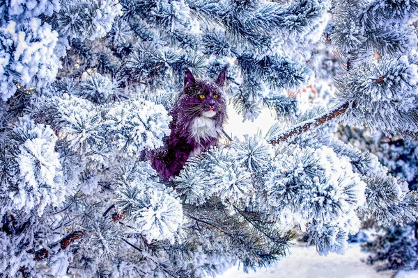 Very Nice Blue Maine Coon Cat Sitting Pine Tree Winter — Stock Photo, Image