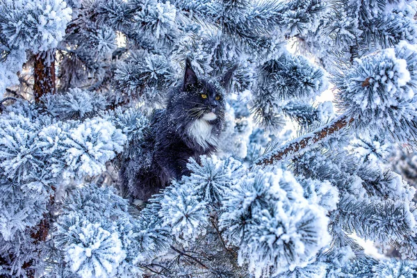 冬の雪の森の松の木の上に座っている非常に素敵な青い海のカヌー猫 — ストック写真