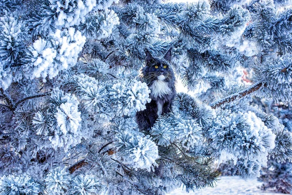 冬の雪の森の松の木の上に座っている非常に素敵な青い海のカヌー猫 — ストック写真