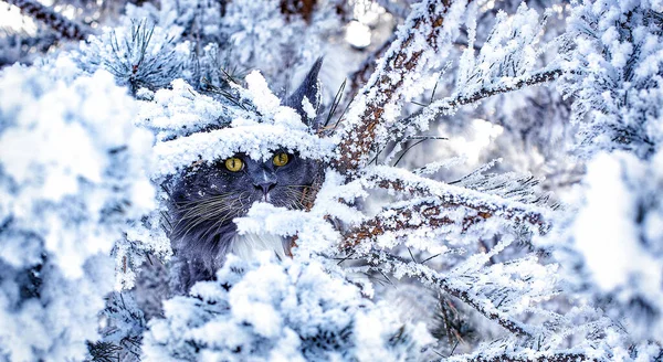 冬の雪の森の松の木の上に座っている非常に素敵な青い海のカヌー猫 — ストック写真