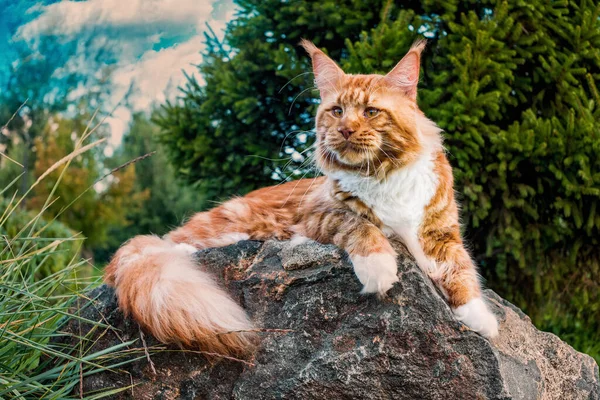 夏の森の岩の上に座っている大物の猫 — ストック写真