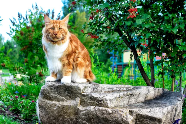 夏の森の岩の上に座っている大物の猫 — ストック写真