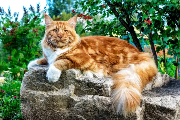 Μια Μεγάλη Maine Coon Γάτα Κάθεται Ένα Βράχο Στο Θερινό — Φωτογραφία Αρχείου