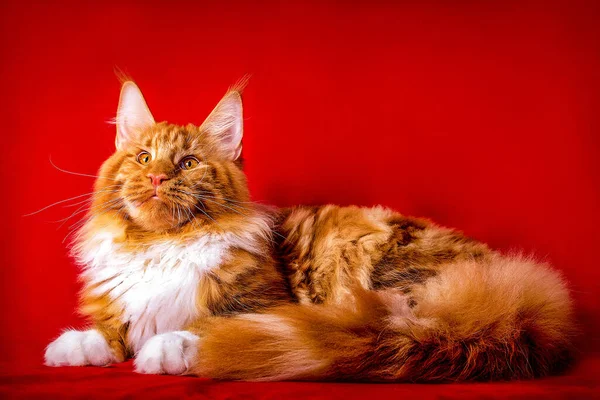 Eine Schöne Große Rot Weiße Maine Coon Katze Auf Rotem — Stockfoto