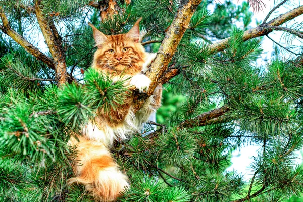 Велика Червона Котяча Кішка Сидить Дереві Лісі Літній День — стокове фото