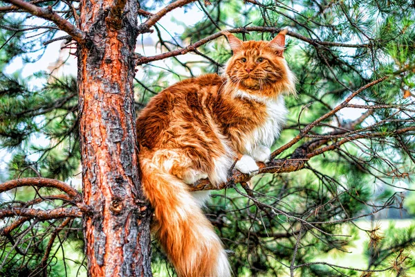 Big Red Maine Coon Cat Sitting Tree Forest Summer Day — Stock Photo, Image