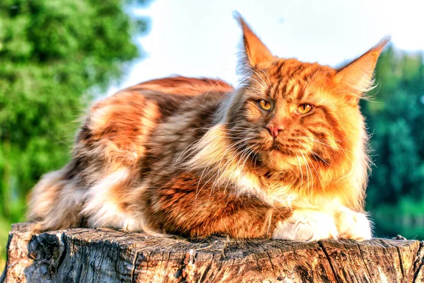 Μια Πολύ Μεγάλη Κόκκινη Maine Coon Γάτα Κάθεται Στο Κούτσουρο — Φωτογραφία Αρχείου