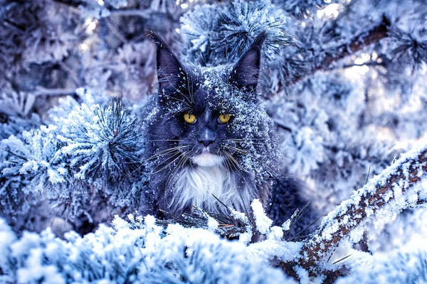 Μια Πολύ Ωραία Μπλε Maine Coon Γάτα Κάθεται Στο Πεύκο Royalty Free Εικόνες Αρχείου