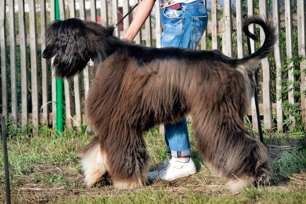 Afghansk Hund Poserar Hundutställning Sommaren — Stockfoto