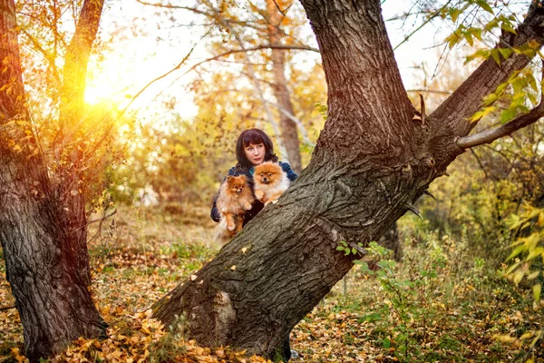 Eine Frau Geht Mit Einem Pommerschen Hundespitz Einem Park Spazieren — Stockfoto