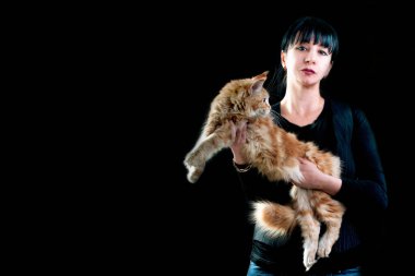 Kırmızı ve beyaz bir rakun kedi. Kırmızı arka planda bir kadının kollarında..