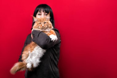 Kırmızı ve beyaz bir rakun kedi. Kırmızı arka planda bir kadının kollarında..