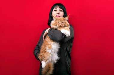 Kırmızı ve beyaz bir rakun kedi. Kırmızı arka planda bir kadının kollarında..