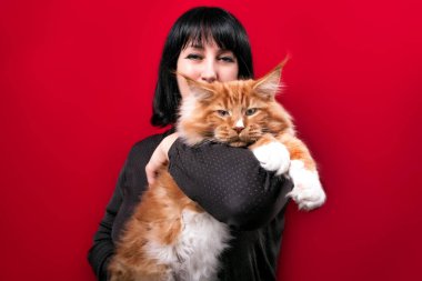 Kırmızı ve beyaz bir rakun kedi. Kırmızı arka planda bir kadının kollarında..