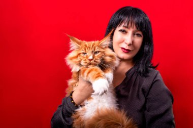 Kırmızı ve beyaz bir rakun kedi. Kırmızı arka planda bir kadının kollarında..