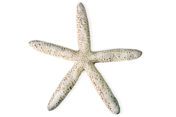 Морская Звезда Белом Фоне Изолированная — стоковое фото