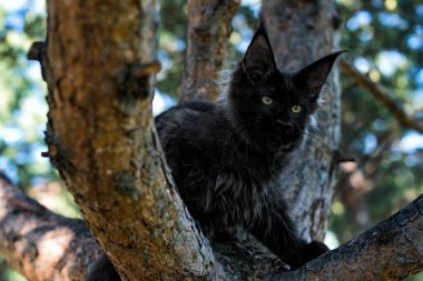 Yazın ormanda ağaçta oturan büyük siyah bir rakun yavrusu..