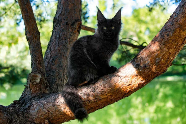 Grande Gatinho Maine Preto Sentado Uma Árvore Uma Floresta Verão — Fotografia de Stock