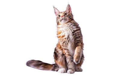 Büyük bir Maine Rakunu stüdyoda beyaz arka planda tek başına oturuyor..