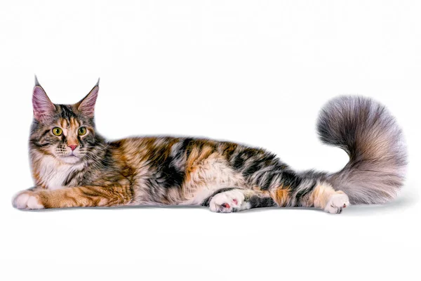 Stor Maine Coon Katt Sitter Studio Vit Bakgrund Isolerad — Stockfoto