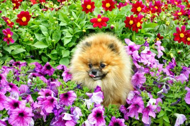 Çiçeklerin arka planındaki çimlerin üzerinde yaz günü güzel bir Pomeranya köpeğiydi..