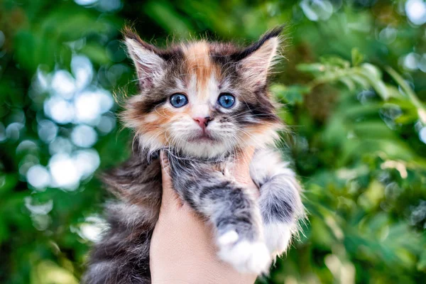 Adorable Maine Coon Kitten Hand Background Flowers — Stock Photo, Image