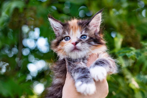 Adorable Maine Coon Kitten Hand Background Flowers — Stock Photo, Image