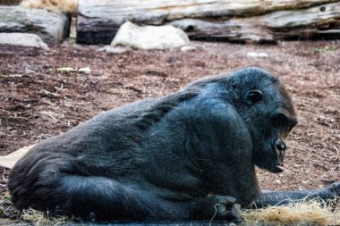 Taş zeminde kocaman siyah bir gorilin portresi..