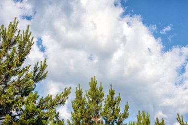Kabarık beyaz bulutlar ve mavi gökyüzünün arka planında yeşil bir köknar ormanı.