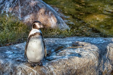Yazın kayalıklarda oturan bir penguen.