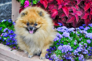 Çiçeklerin arka planındaki çimlerin üzerinde yaz günü güzel bir Pomeranya köpeğiydi..