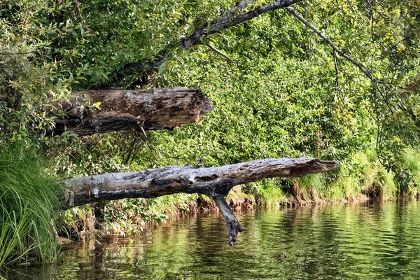 Malebný Les Břehu Říčního Jezera Polenem Stromů Letní Den — Stock fotografie