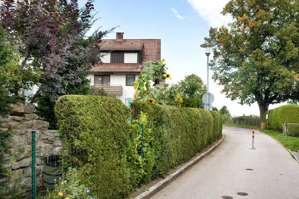 Pelouse Arbres Haie Verte Sentier Dans Parc Été — Photo