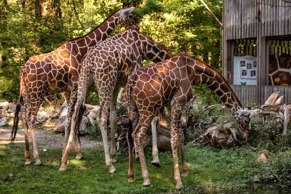 Giraffes Eating Grass Background Trees — Stock Photo, Image