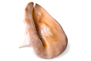 Beyaz arka planda büyük beyaz ve pembe bir deniz kabuğu, izole..