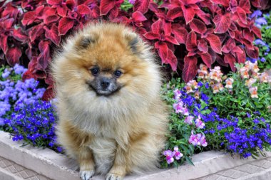 Çiçeklerin arka planındaki çimlerin üzerinde yaz günü güzel bir Pomeranya köpeğiydi..
