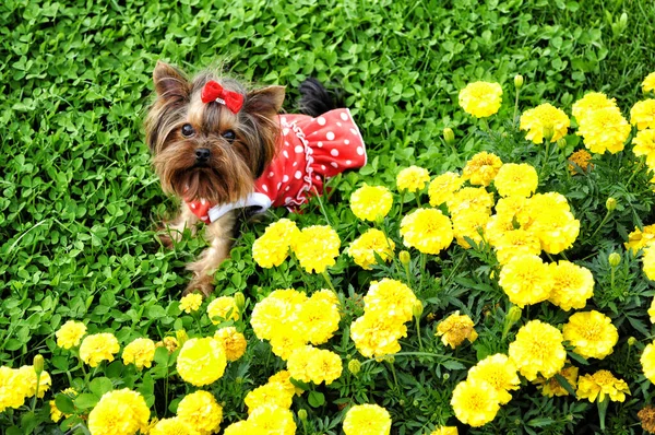 Small Yorkshire Terrier Red Dress Background Yellow Flowers — Stock Photo, Image