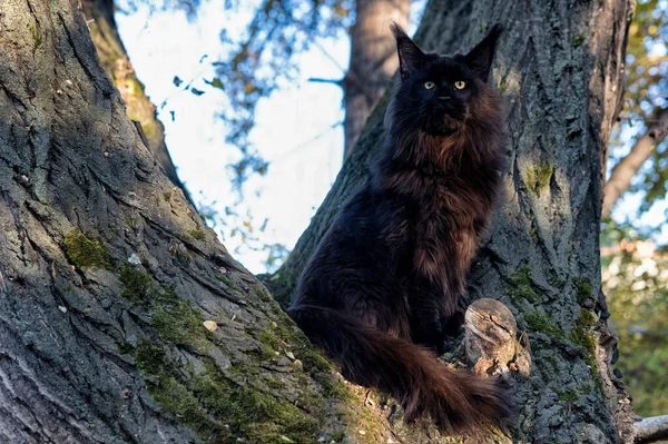 Stor Svart Maine Coon Katt Sitter Träd Skogen Sommardagen — Stockfoto