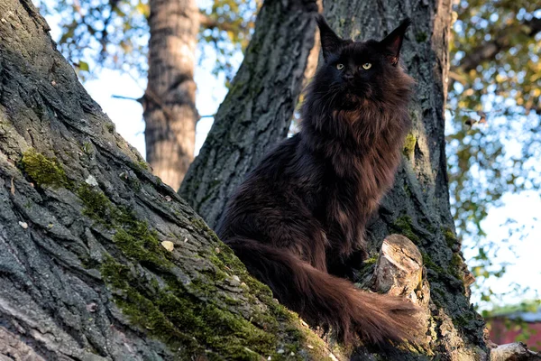 Μια Μεγάλη Μαύρη Maine Coon Γάτα Κάθεται Στο Δέντρο Στο Royalty Free Φωτογραφίες Αρχείου