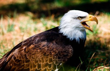 BEYAZ BAŞLARI AÇIKLAR