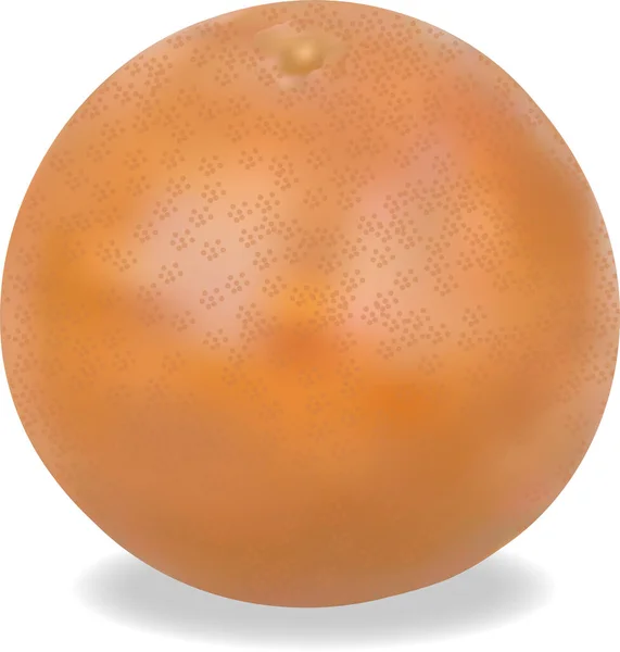 Beyaz arkaplanda grefruit 'in renk çizimi — Stok Vektör